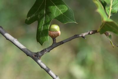 Quercus marilandica (Blackjack Oak), bark, twig