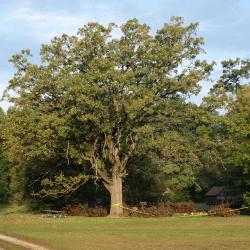 Quercus macrocarpa (Bur Oak), habitat