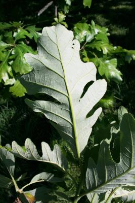 Quercus macrocarpa (Bur Oak), leaf, lower surface