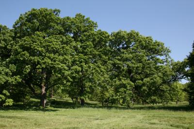 Quercus macrocarpa (Bur Oak), habit, spring