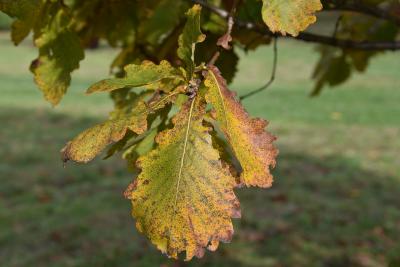 Quercus mongolica (Mongolian Oak), leaf, fall