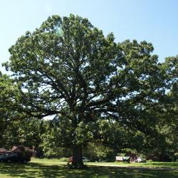 Quercus macrocarpa (Bur Oak), habit, summer