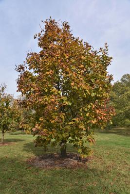 Quercus mongolica (Mongolian Oak), habit, fall