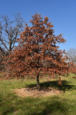 Quercus marilandica (Blackjack Oak), habit, fall