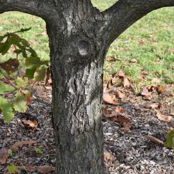 Quercus mongolica (Mongolian Oak), bark, trunk