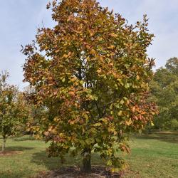 Quercus mongolica (Mongolian Oak), habit, fall