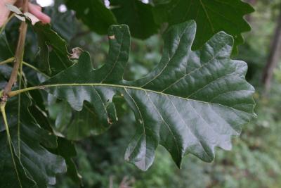 Quercus macrocarpa (Bur Oak), leaf, upper surface