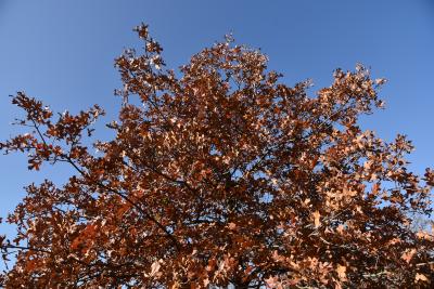 Quercus marilandica (Blackjack Oak), leaf, fall