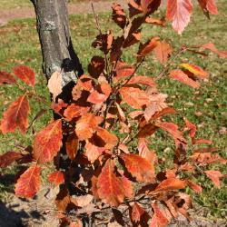 Quercus montana (Chestnut Oak), leaf, fall