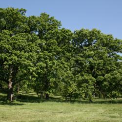 Quercus macrocarpa (Bur Oak), habit, spring