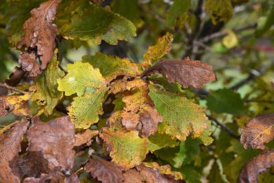 Quercus mongolica (Mongolian Oak), leaf, fall