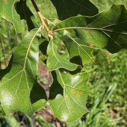 Quercus marilandica (Blackjack Oak), leaf, upper surface