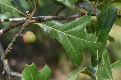 Quercus marilandica (Blackjack Oak), leaf, summer
