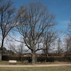 Quercus montana (Chestnut Oak), habit, winter