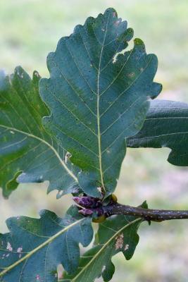 Quercus mongolica (Mongolian Oak), leaf, summer