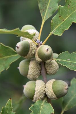 Quercus prinoides (Dwarf Chinkapin Oak), fruit, immature