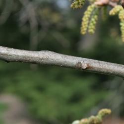 Quercus palustris (Pin Oak), bark, twig