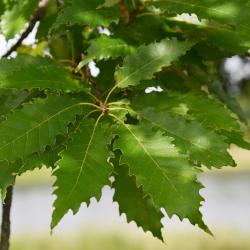 Quercus muehlenbergii (Chinkapin Oak), leaf, summer