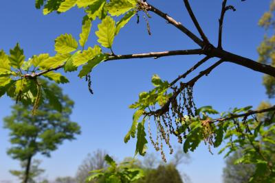 Quercus petraea ssp. iberica (Georgian Oak), inflorescence