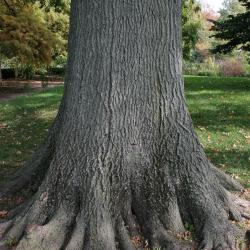 Quercus palustris (Pin Oak), bark, mature