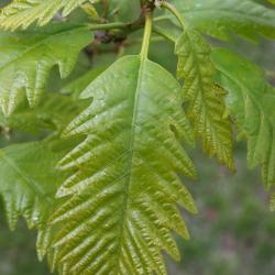 Quercus muehlenbergii (Chinkapin Oak), leaf, spring