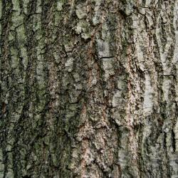 Quercus nigra (Water Oak), bark, mature