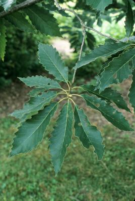 Quercus muehlenbergii (Chinkapin Oak), leaf, summer