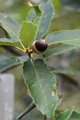 Quercus muehlenbergii (Chinkapin Oak), fruit, mature