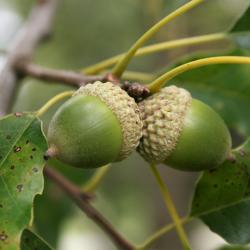 Quercus muehlenbergii (Chinkapin Oak), fruit, immature
