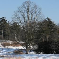 Quercus muehlenbergii (Chinkapin Oak), habit, winter