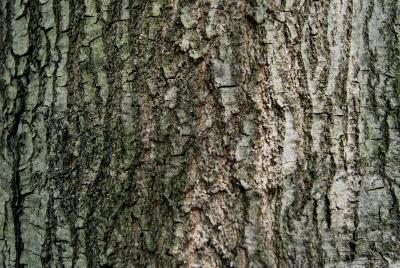 Quercus nigra (Water Oak), bark, mature