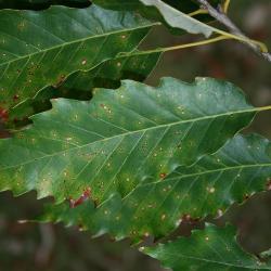 Quercus muehlenbergii (Chinkapin Oak), leaf, upper surface
