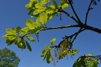 Quercus petraea ssp. iberica (Georgian Oak), inflorescence
