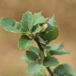Quercus palmeri (Palmer Oak), leaf, summer