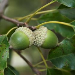 Quercus muehlenbergii (Chinkapin Oak), fruit, immature