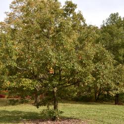 Quercus muehlenbergii (Chinkapin Oak), habit, fall