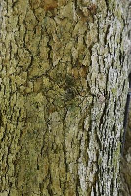 Quercus muehlenbergii (Chinkapin Oak), bark, mature