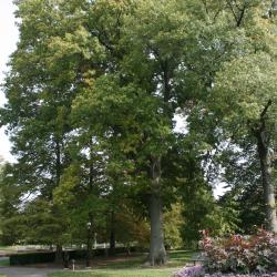 Quercus palustris (Pin Oak), habit, summer