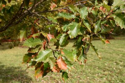 Quercus muehlenbergii (Chinkapin Oak), leaf, fall