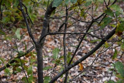 Quercus prinoides (Dwarf Chinkapin Oak), bark, branch