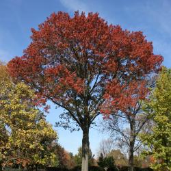 Quercus palustris (Pin Oak), habit, fall