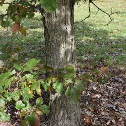 Quercus muehlenbergii (Chinkapin Oak), bark, trunk