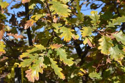 Quercus petraea ssp. iberica (Georgian Oak), leaf, fall