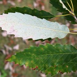 Quercus muehlenbergii (Chinkapin Oak), leaf, lower surface