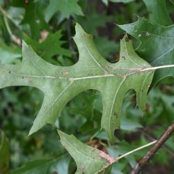 Quercus palustris (Pin Oak), leaf, upper surface