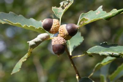 Quercus muehlenbergii (Chinkapin Oak), fruit, mature
