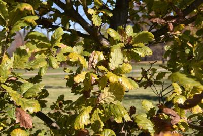 Quercus petraea ssp. iberica (Georgian Oak), leaf, fall