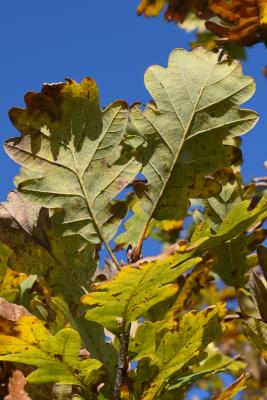 Quercus petraea ssp. iberica (Georgian Oak), leaf, lower surface