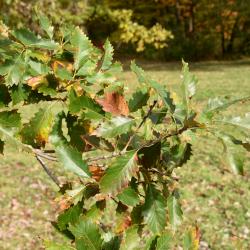 Quercus muehlenbergii (Chinkapin Oak), leaf, fall