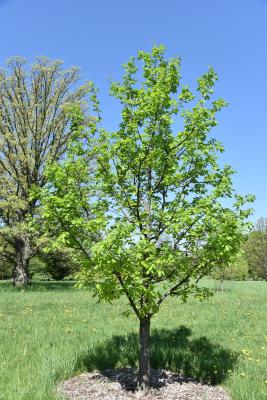 Quercus petraea ssp. iberica (Georgian Oak), habit, spring